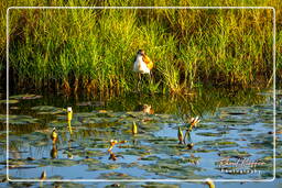 Jevenile wattled jacana, Salines de Montjoly (891)