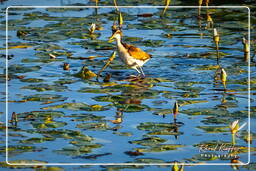 Jevenile wattled jacana, Salines de Montjoly (903)