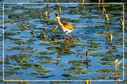 Salines de Montjoly (903) Jacana común juvenil