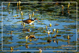 Jevenile wattled jacana, Salines de Montjoly (907)