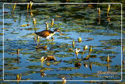 Salines de Montjoly (907) Jacana común juvenil