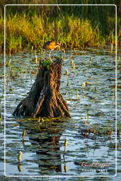 Salines de Montjoly (910) Jevenile wattled jacana