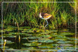 Jevenile wattled jacana, Salines de Montjoly (912)