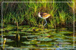 Salines de Montjoly (912) Jugendliche Gelbstirn-Blatthühnchen