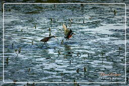 Jevenile wattled jacana, Salines de Montjoly (915)