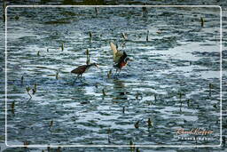 Salines de Montjoly (915) Jacana noir juvénile