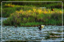 Wattled jacana, Salines de Montjoly (923)