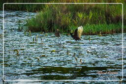 Salines de Montjoly (926) Jacana dai barbigli