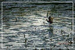 Jevenile wattled jacana, Salines de Montjoly (935)