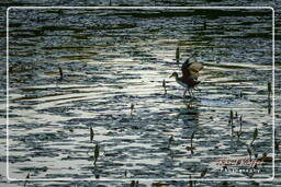 Salines de Montjoly (935) Jacana común juvenil