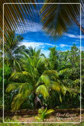 Isole du Salut (41) Îles Royale