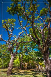 Royale Island, Salvation Islands (1093)