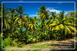 Islas de la Salvación (287) Îles Royale (Isla Real)