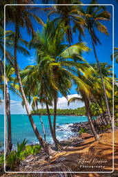 Royale Island, Salvation Islands (328)