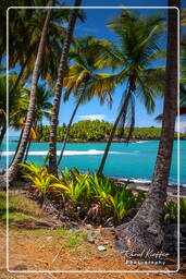 Islas de la Salvación (335) Îles du Diable (Isla del Diablo)