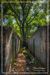 Saint-Joseph Island, Salvation Islands (495)