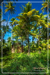 Islas de la Salvación (582) Îles Saint-Joseph (Isla San José)