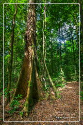Tresor Trail (67)