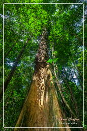 Tresor Trail (74)