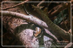 Tresor Trail (184)