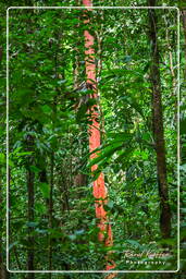 Tresor Trail (214)