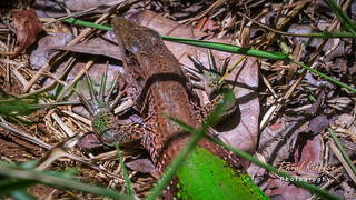 Tresor Trail, French Guiana, France