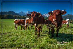 Berchtesgadener Land (73)