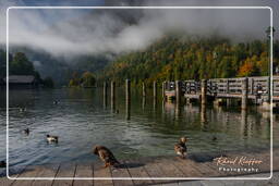 Königssee (151) Schönau am Königssee