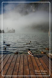 Schönau am Königssee, Königssee (170)