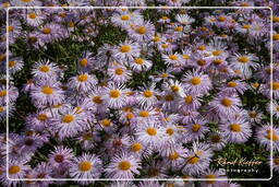 Giardino Botanico (Monaco di Baviera) (12)