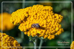 Jardin Botanique (Munich) (21)