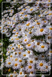 Jardin Botanique (Munich) (35)