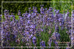 Jardin Botanique (Munich) (51)