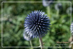 Jardin Botanique (Munich) (58)