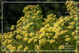 Botanical Garden (Munich) (103)