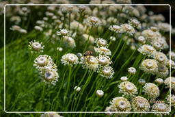 Botanical Garden (Munich) (126)