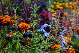 Jardin Botanique (Munich) (148)