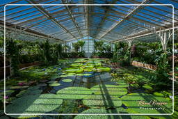 Jardin Botanique (Munich) (235)