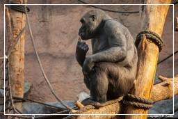Hellabrunn Zoo (49) Gorila