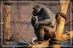 Gorilla, Hellabrunn Zoo (49)