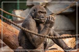 Hellabrunn Zoo (55) Gorilla