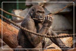 Gorilla, Hellabrunn Zoo (55)