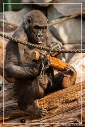 Zoo di Hellabrunn (102) Gorilla
