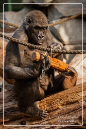 Gorilla, Hellabrunn Zoo (102)