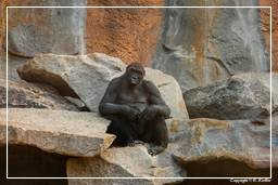 Zoo di Hellabrunn (143) Gorilla