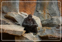 Gorilla, Hellabrunn Zoo (143)