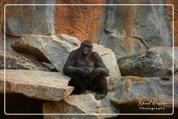 Tierpark Hellabrunn (143) Gorilla