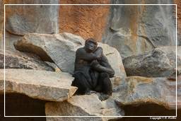 Zoo de Munich (145) Gorille
