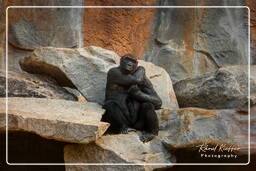 Gorilla, Hellabrunn Zoo (145)