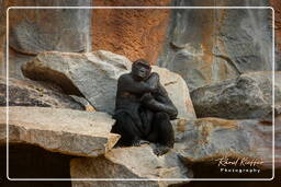 Zoo di Hellabrunn (145) Gorilla